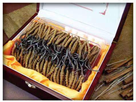 万州冬虫夏草回收